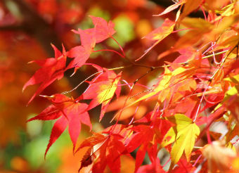 箱根の紅葉スポット